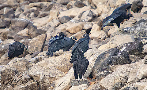 Coragyps atratus Black vulture Black vulture,Coragyps atratus