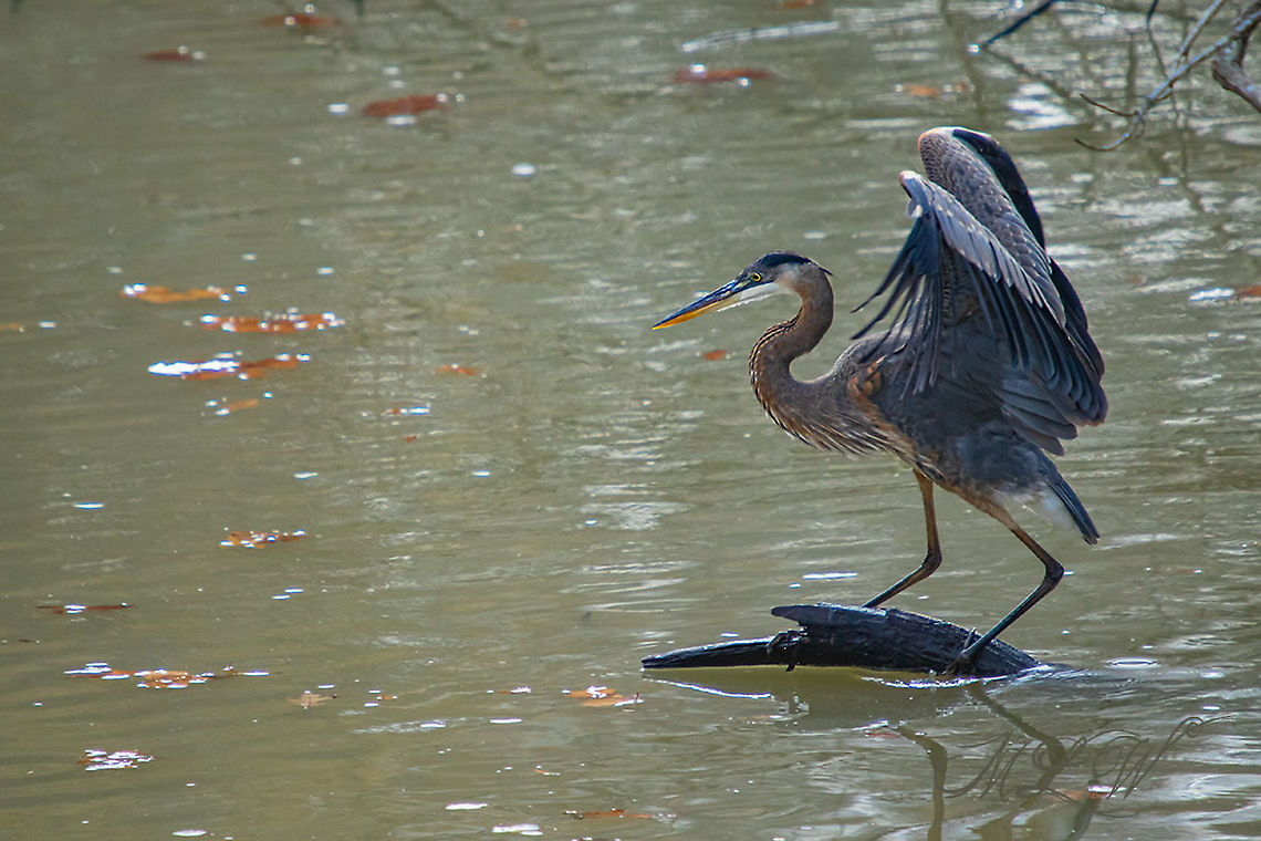 Ardea herodias Great blue heron Ardea herodias,Great blue heron