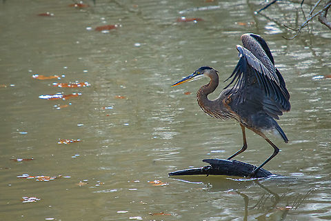 Ardea herodias Great blue heron Ardea herodias,Great blue heron