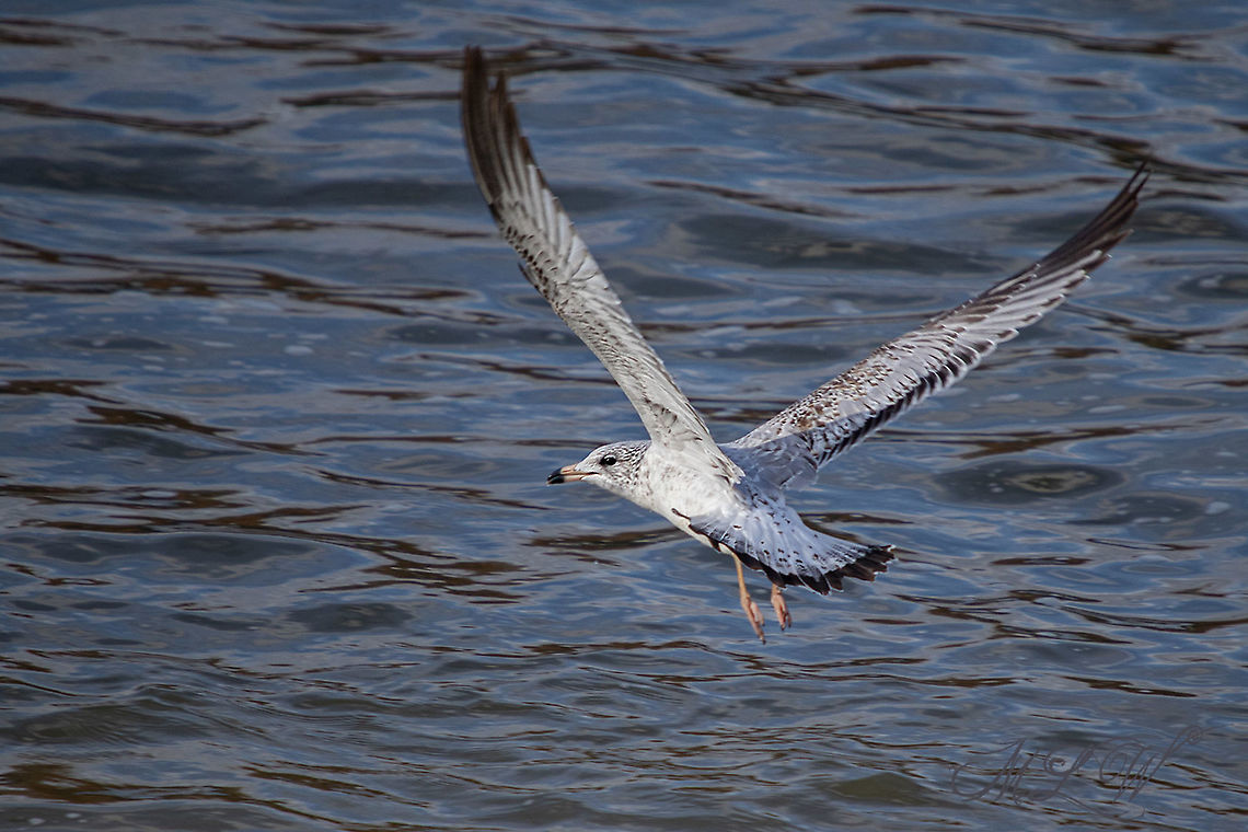 Larus delawarensis Ring-billed gull Larus delawarensis,Ring-billed gull