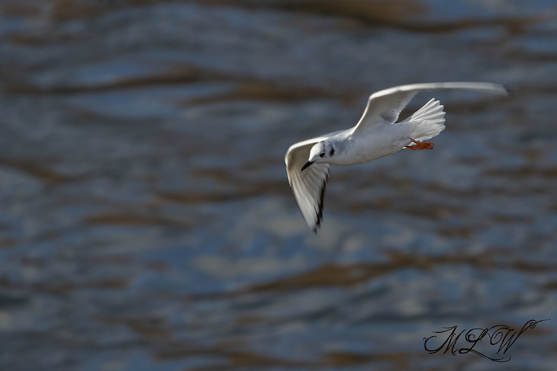 Chroicocephalus philadelphia Bonapartes gull Bonapartes gull,Chroicocephalus philadelphia