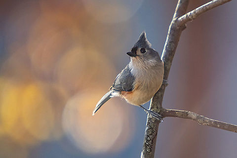 Baeolophus bicolor Tufted Titmouse Baeolophus bicolor,Tufted Titmouse