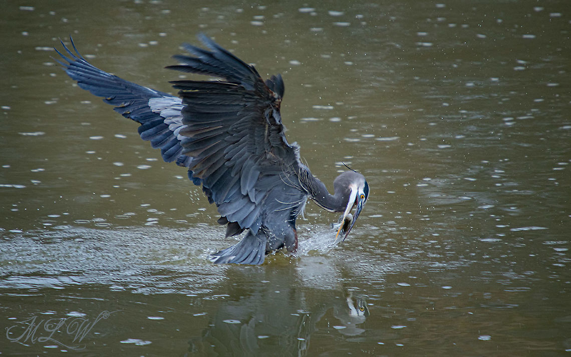 Great blue heron grabs a white crappie out of the river Ardea herodias Ardea herodias,Great blue heron