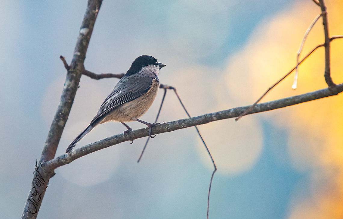 Carolina Chickadee Poecile carolinensis Carolina Chickadee,Poecile carolinensis
