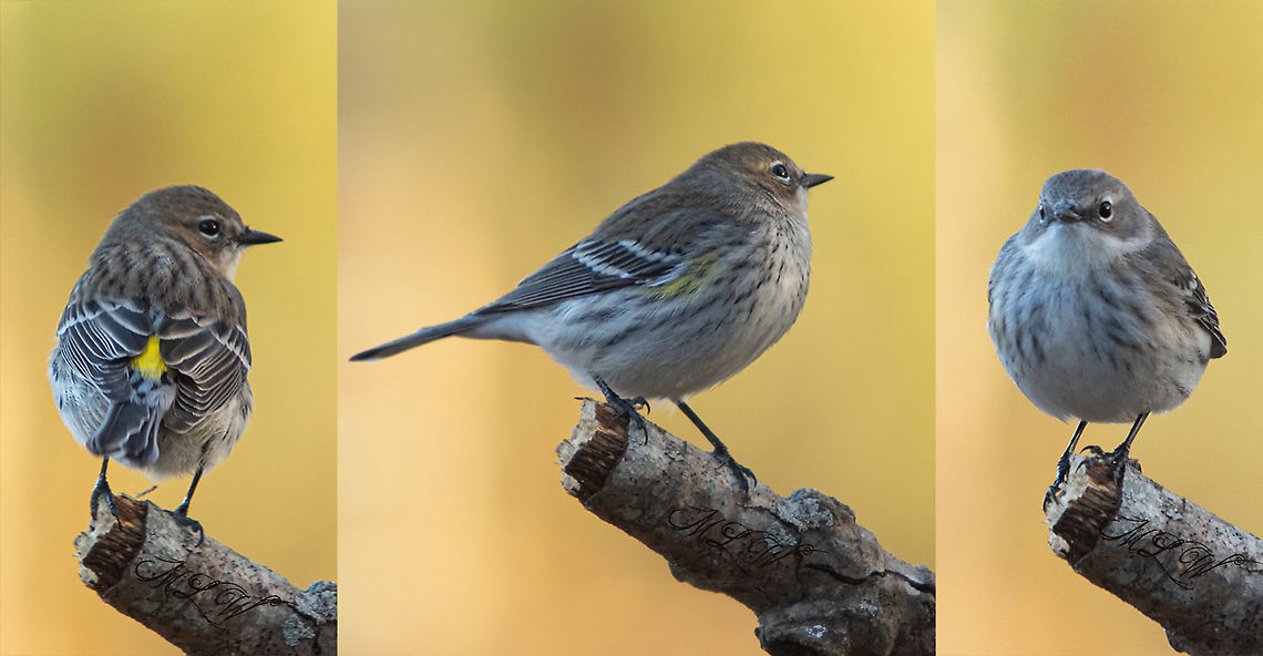 Setophaga coronata ssp. coronata Myrtle warbler - (Yellow-rumped warbler) Myrtle warbler,Setophaga coronata coronata,Yellow-rumped warbler