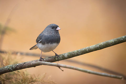 Dark-eyed junco Junco hyemalis Dark-eyed junco,Junco hyemalis