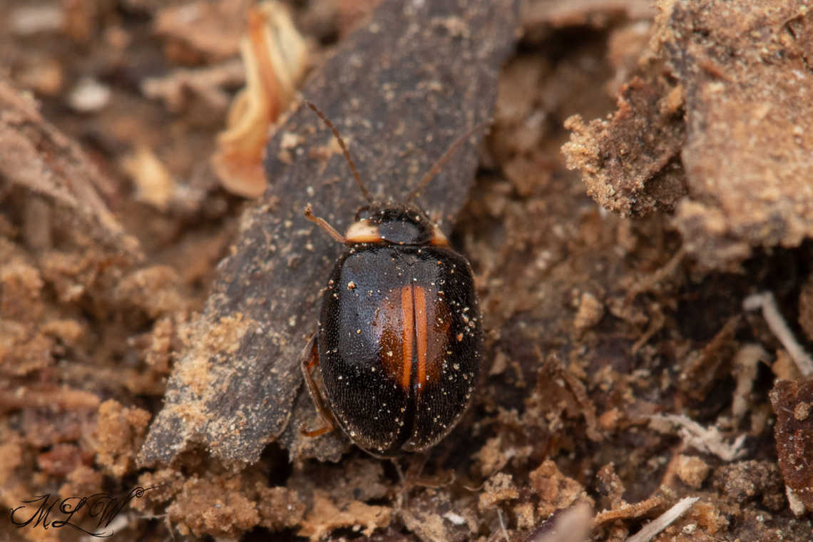 Scirtes orbiculatus 13:06:32  04/22/2022 Geotagged,Scirtes orbiculatus,Spring,United States