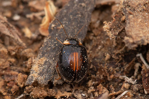 Scirtes orbiculatus 13:06:32  04/22/2022 Geotagged,Scirtes orbiculatus,Spring,United States