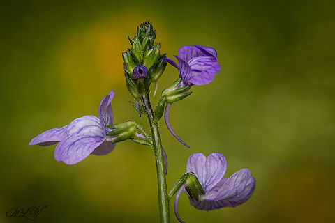 Texas Toadflax blooming https://www.jungledragon.com/image/133880/texas_toadflax.html Nuttallanthus texanus,Texas Toadflax
