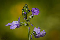 Texas Toadflax blooming https://www.jungledragon.com/image/133880/texas_toadflax.html Nuttallanthus texanus,Texas Toadflax