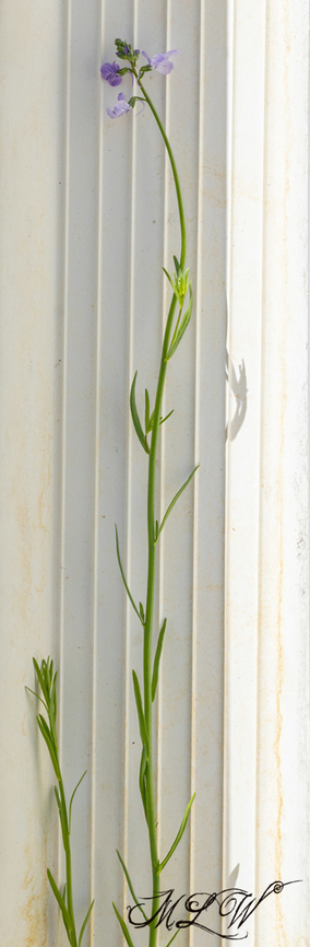 Texas Toadflax <figure class="photo"><a href="https://www.jungledragon.com/image/133879/texas_toadflax_blooming.html" title="Texas Toadflax blooming"><img src="https://s3.amazonaws.com/media.jungledragon.com/images/4526/133879_thumb.jpg?AWSAccessKeyId=05GMT0V3GWVNE7GGM1R2&Expires=1759968010&Signature=xtZC9kl6A3ShsGbEyLe3Ehtihtk%3D" width="200" height="134" alt="Texas Toadflax blooming https://www.jungledragon.com/image/133880/texas_toadflax.html Nuttallanthus texanus,Texas Toadflax" /></a></figure> Nuttallanthus texanus,Texas Toadflax