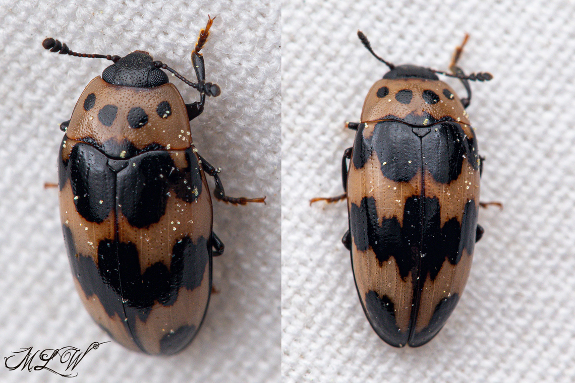 Four-spotted Fungus Beetle Ischyrus quadripunctatus Four-spotted Fungus Beetle,Geotagged,Ischyrus quadripunctatus,Spring,United States