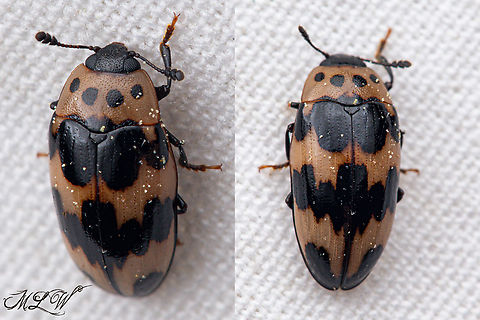 Four-spotted Fungus Beetle Ischyrus quadripunctatus Four-spotted Fungus Beetle,Geotagged,Ischyrus quadripunctatus,Spring,United States