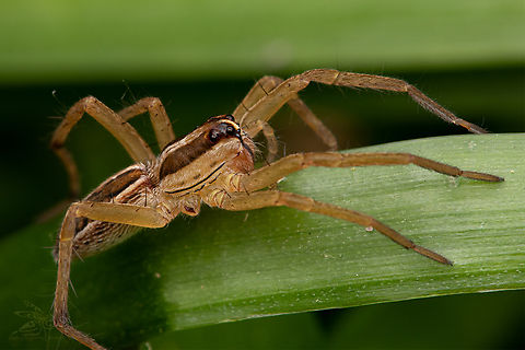 Rabid Wolf Spider Missing one leg... Rabidosa rabida,macro,nature,spider