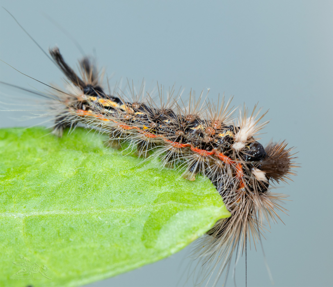 Acronicta impleta Powdered Dagger Acronicta impleta,Powdered Dagger Moth