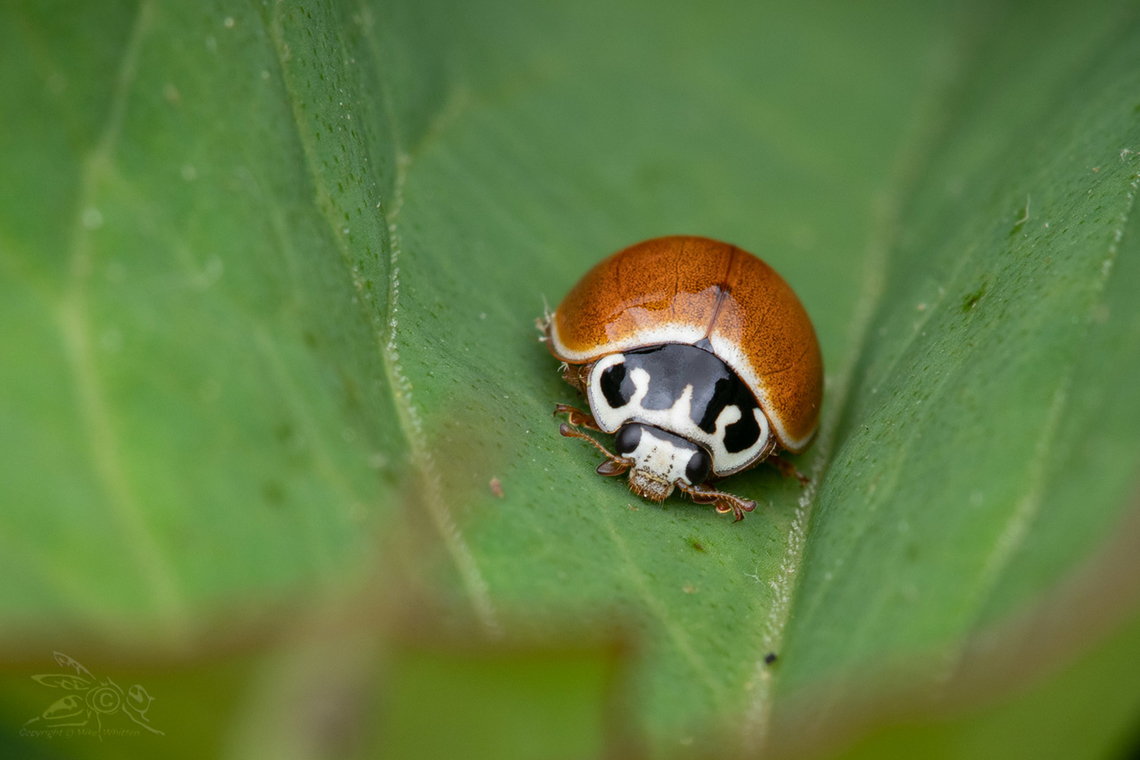 Cycloneda munda Polished Lady Beetle<br />
 Cycloneda munda