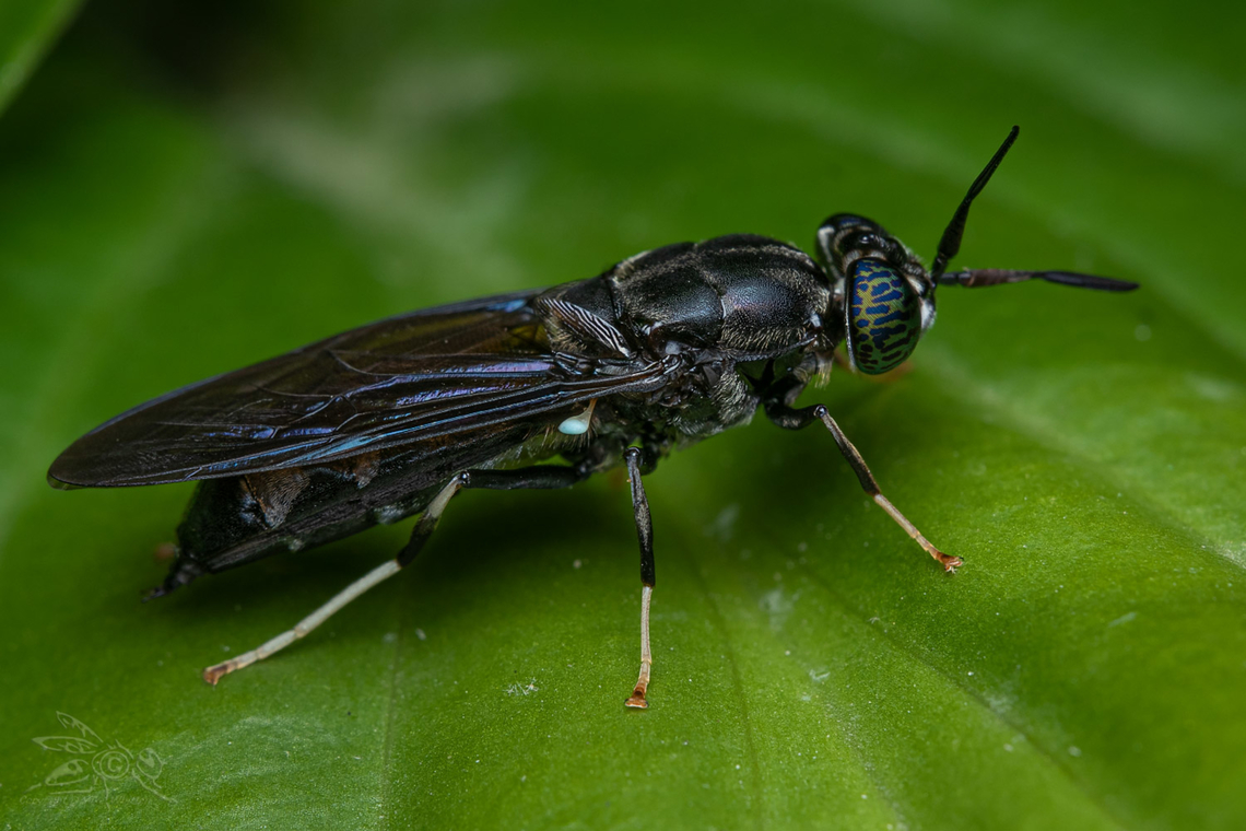 Hermetia illucens Black Soldier Fly  Black Soldier Fly,Diptera,Hermetia illucens,USA