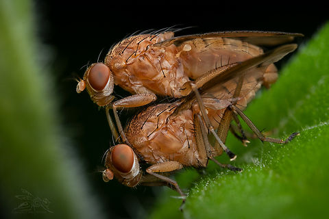 Suillia quinquepunctata Heleomyzid Flies Heleomyzidae,Suillia quinquepunctata,diptera,mating