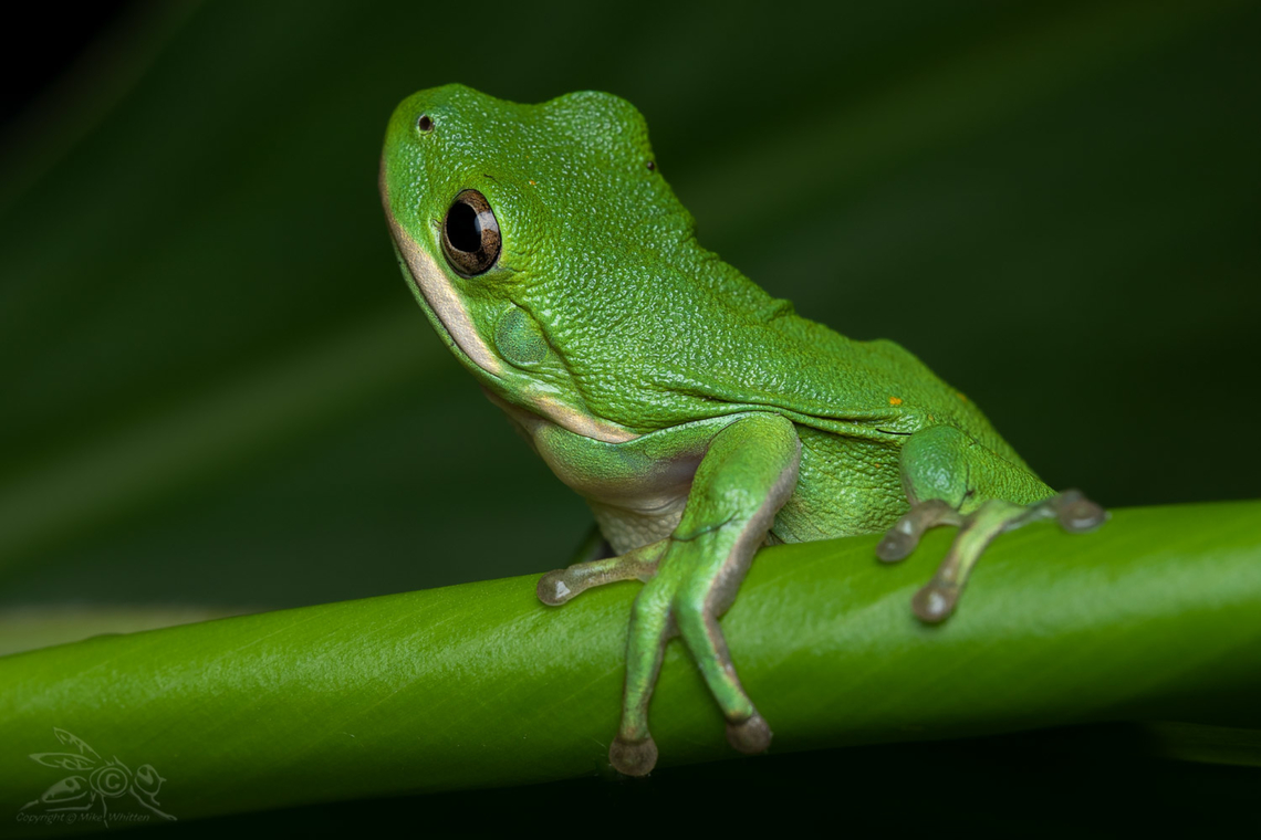 Hyla cinerea Green Treefrog  American green tree frog,Hyla cinerea