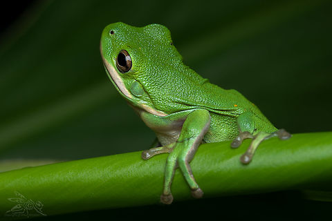 Hyla cinerea Green Treefrog  American green tree frog,Hyla cinerea