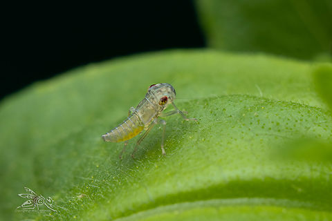 Oncometopia orbona Broad-headed Sharpshooter  Broad-headed Sharpshooter,Oncometopia orbona