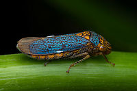 Oncometopia orbona Broad-headed Sharpshooter <br />
https://www.jungledragon.com/image/135415/oncometopia_orbona.html<br />
 Broad-headed Sharpshooter,Oncometopia orbona