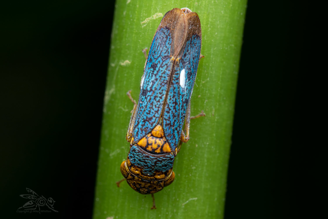 Oncometopia orbona Broad-headed Sharpshooter<br />
<br />
<figure class="photo"><a href="https://www.jungledragon.com/image/135414/oncometopia_orbona.html" title="Oncometopia orbona"><img src="https://s3.amazonaws.com/media.jungledragon.com/images/4526/135414_thumb.jpg?AWSAccessKeyId=05GMT0V3GWVNE7GGM1R2&Expires=1767225610&Signature=Mzp%2FjZ%2FWPTfeLFS3kfLwP6ApuHk%3D" width="200" height="134" alt="Oncometopia orbona Broad-headed Sharpshooter <br />
https://www.jungledragon.com/image/135415/oncometopia_orbona.html<br />
 Broad-headed Sharpshooter,Oncometopia orbona" /></a></figure> Broad-headed Sharpshooter,Oncometopia orbona