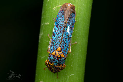 Oncometopia orbona Broad-headed Sharpshooter

https://www.jungledragon.com/image/135414/oncometopia_orbona.html Broad-headed Sharpshooter,Oncometopia orbona