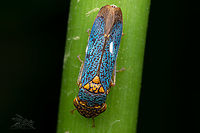 Oncometopia orbona Broad-headed Sharpshooter<br />
<br />
https://www.jungledragon.com/image/135414/oncometopia_orbona.html Broad-headed Sharpshooter,Oncometopia orbona