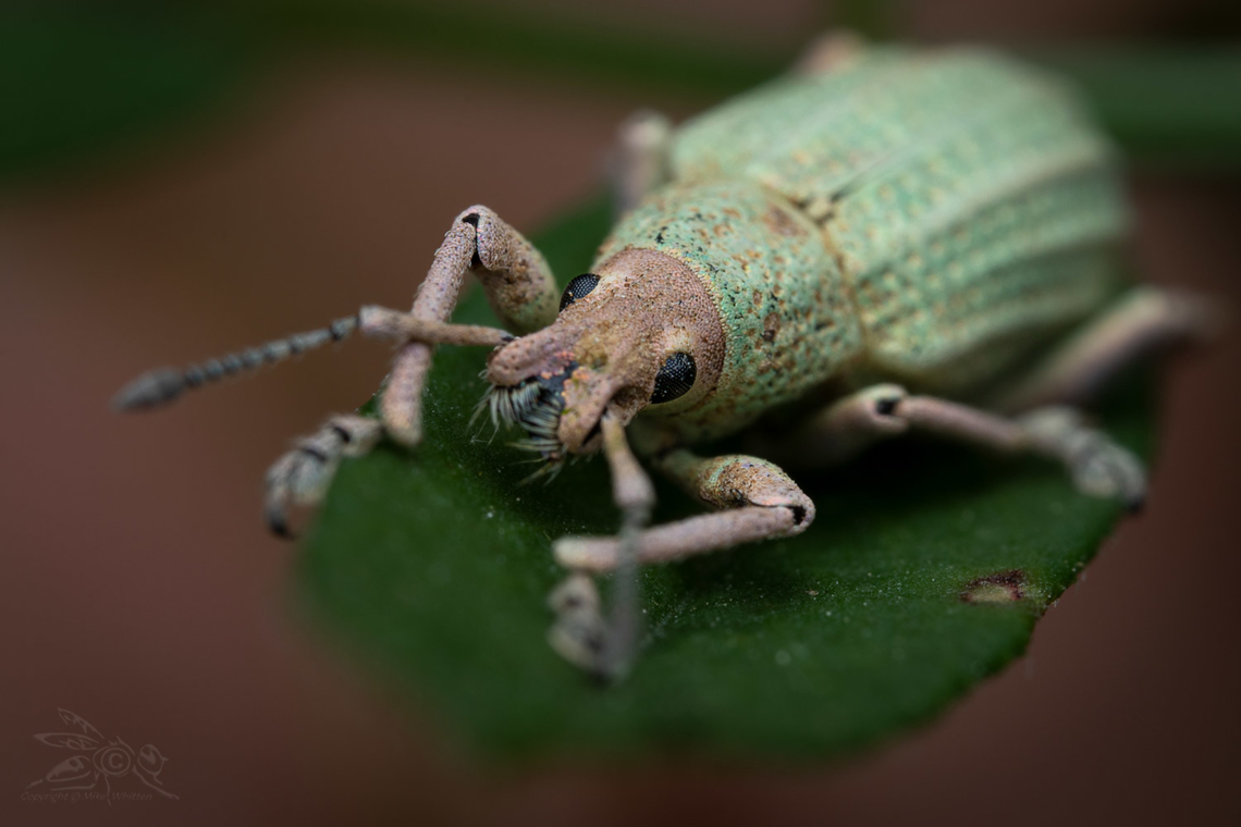 Compsus auricephalus Golden-headed Weevil Compsus auricephalus,Golden-headed Weevil