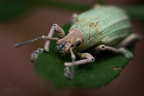 Compsus auricephalus Golden-headed Weevil Compsus auricephalus,Golden-headed Weevil