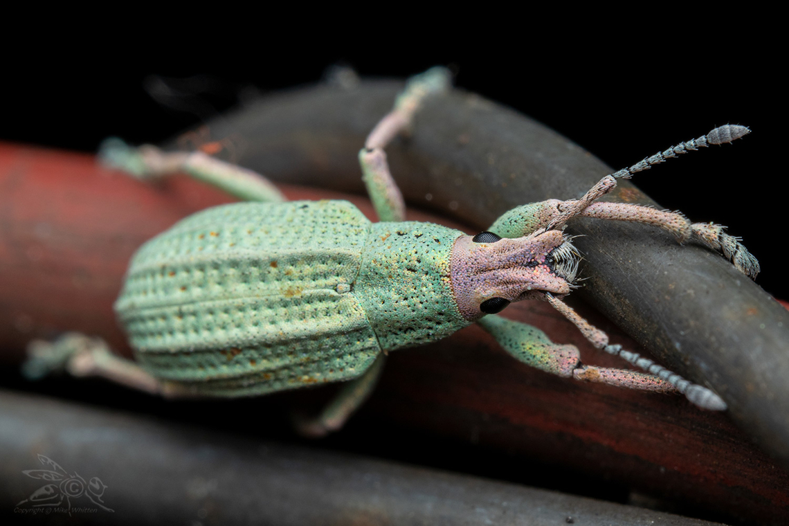 Compsus auricephalus Golden-headed Weevil Compsus auricephalus,Golden-headed Weevil