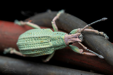 Compsus auricephalus Golden-headed Weevil Compsus auricephalus,Golden-headed Weevil