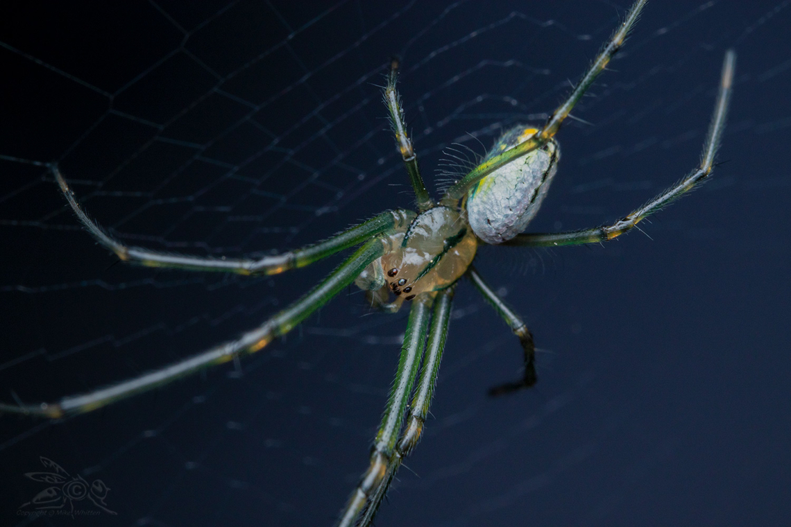 Leucauge venusta Orchard Orbweaver  Leucauge venusta,Orchard spider
