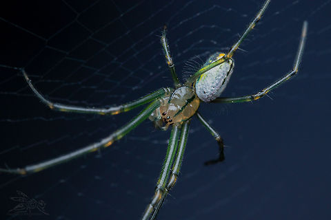Leucauge venusta Orchard Orbweaver  Leucauge venusta,Orchard spider