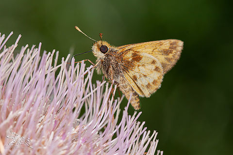 Lon zabulon Zabulon Skipper  Lon zabulon,Zabulon skipper