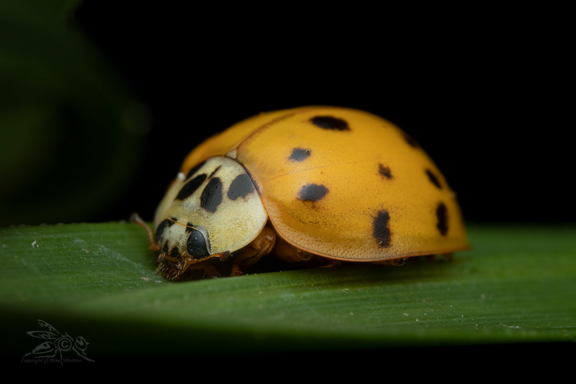 Harmonia axyridis Multicolored Asian Lady Beetle Harmonia axyridis,Multicolored Asian Lady Beetle