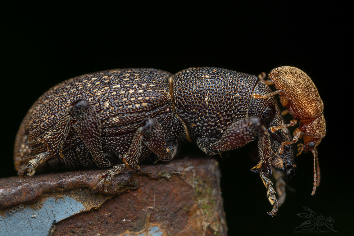Whatcha doing?  Pitch-eating Weevil (Pachylobius picivorus) <br />
Willie the Weevil &amp; Boris the Beetle....<br />
I was taking photos of the weevil and the beetle came and just climbed on up on it's behind, then back,... crawled over to the weevils face stayed for a couple seconds and then turned around and went back to the rear of the weevil and crawled on off.<br />
 CanonEOS,Laowa100mm2xMacro,Pachylobius picivorus,Pitch-eating Weevil,brown,insect,macro,nature,outdoors,weevil