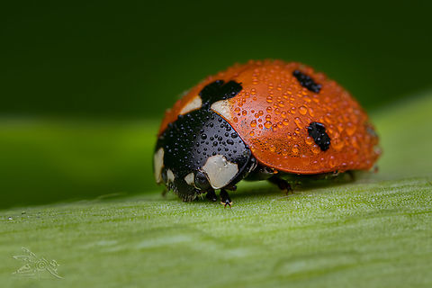 Coccinella septempunctata  Seven-spotted Lady Beetle (Coccinella septempunctata)  Coccinella septempunctata,Laowa100mm2xMacro,Seven-spotted Lady Beetle,beetle,insect,ladybug,macro,nature,outdoors