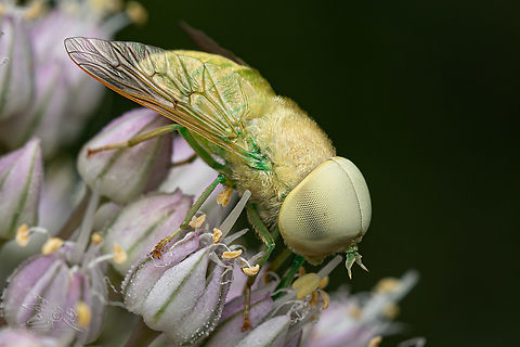 Chlorotabanus crepuscularis  Green Horse Fly (Chlorotabanus crepuscularis)  Chlorotabanus crepuscularis,Laowa100mm2xMacro,canon,horsefly,insect,macro,nature,outdoors