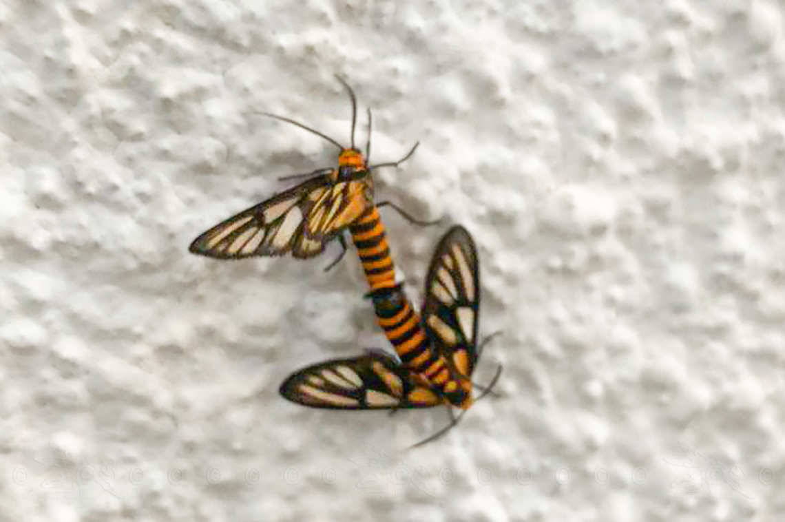 Amata huebneri H&uuml;bner&#039;s Wasp Moth Amata huebneri,Geotagged,Hübner's Wasp Moth,Philippines