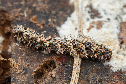 Metalectra discalis larva Metalectra discalis - Common Fungus Moth larva Common Fungus Moth,Metalectra discalis,larva
