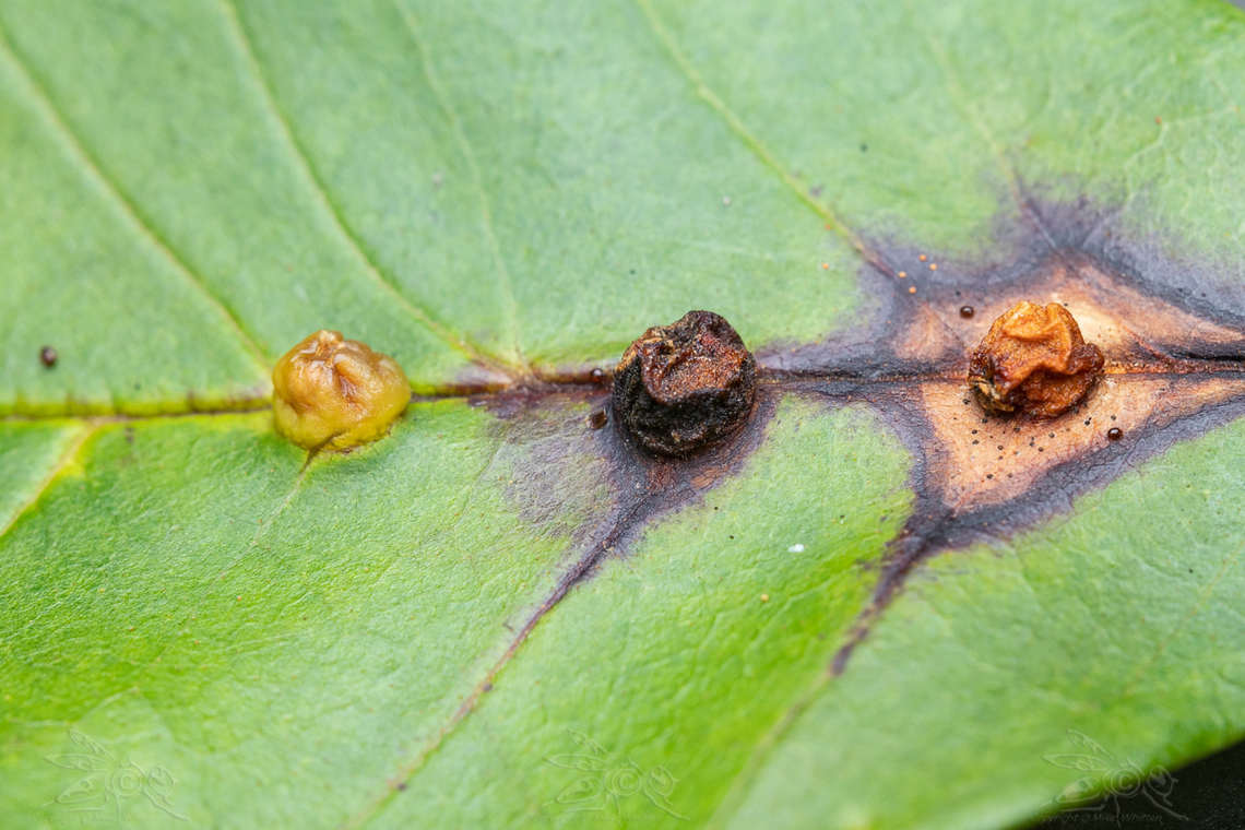 Dasineura pellex Ash Bullet Gall Midge - Dasineura pellex<br />
 Ash Bullet Gall Midge,Dasineura pellex