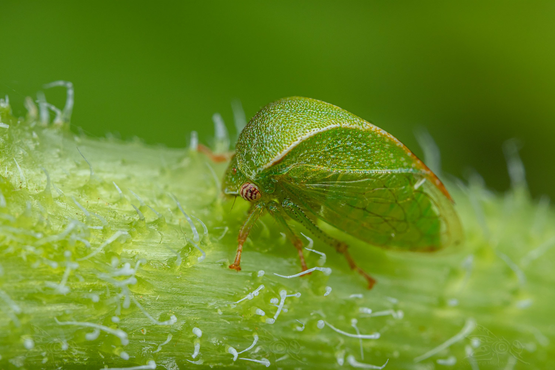 Spissistilus festinus Three-cornered Alfalfa Hopper - Spissistilus festinus<br />
 Spissistilus festinus,Three-cornered Alfalfa Hopper