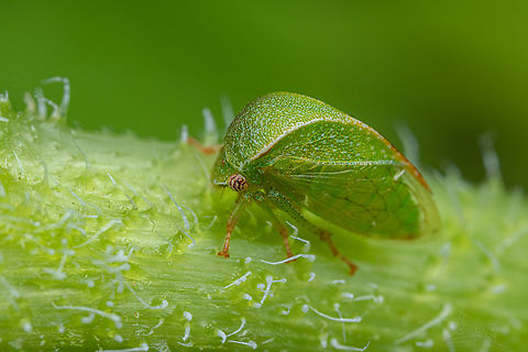 Spissistilus festinus Three-cornered Alfalfa Hopper - Spissistilus festinus
 Spissistilus festinus,Three-cornered Alfalfa Hopper