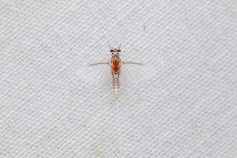Common Square-Gills (Genus Caenis) Common Square-Gills (Genus Caenis) Common Square-Gills,Genus Caenis