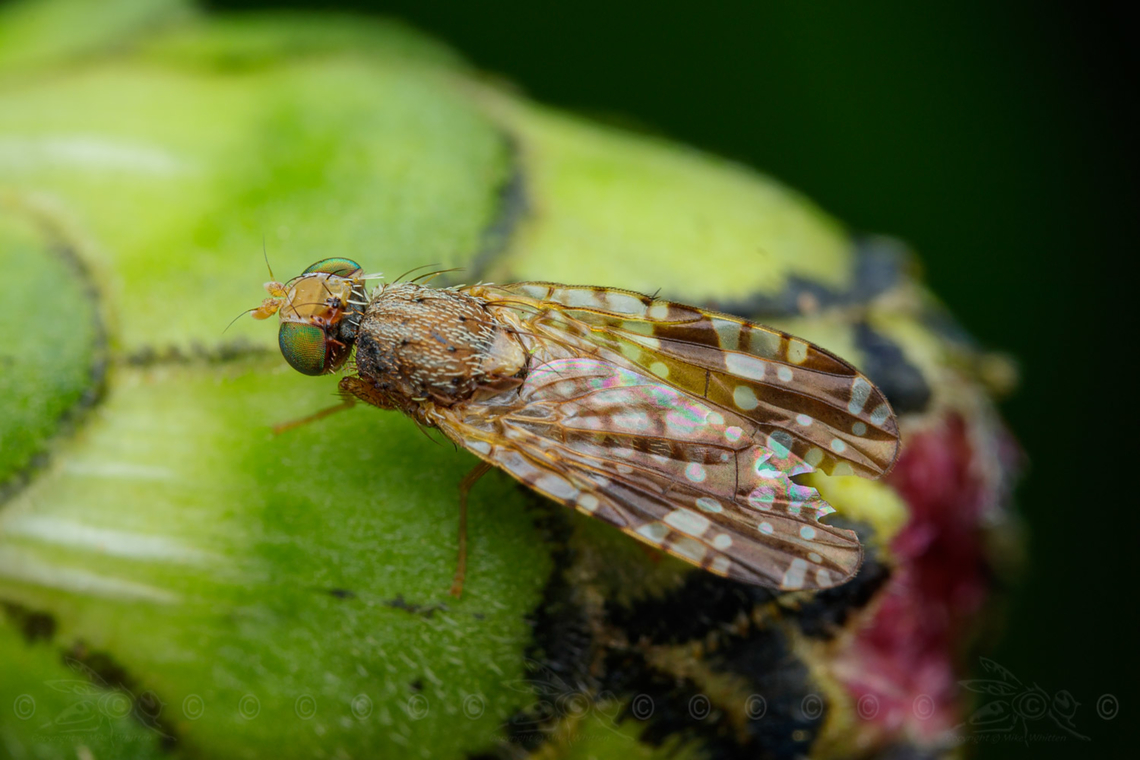 Sunflower Seed Maggot Neotephritis finalis Sunflower Seed Maggot - Neotephritis finalis<br />
 Neotephritis finalis,Sunflower Seed Maggot