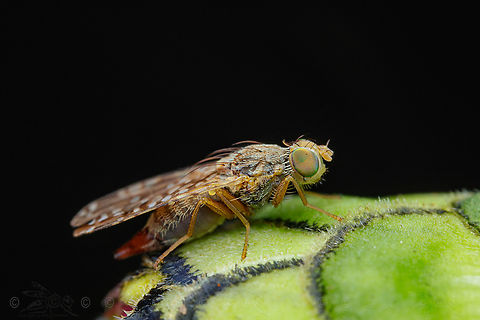 Neotephritis finalis Sunflower Seed Maggot - Neotephritis finalis Neotephritis finalis,Sunflower Seed Maggot