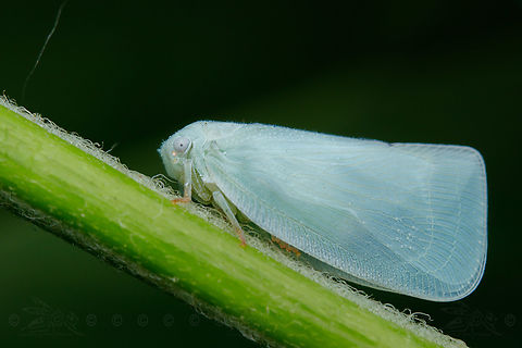Flatormenis proxima Northern flatid planthopper - Flatormenis proxima
 Flatormenis proxima,Northern flatid planthopper
