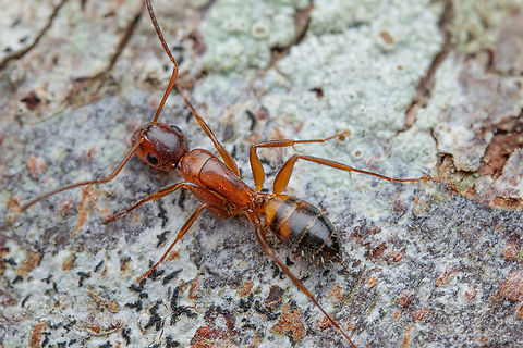 Camponotus nearcticus Nearctic Carpenter Ant - Camponotus nearcticus
 Camponotus nearcticus,Nearctic Carpenter Ant